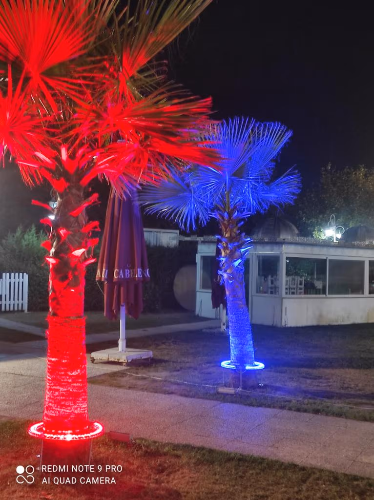 Palmiye ve Yüksek Ağaç Aydınlatması